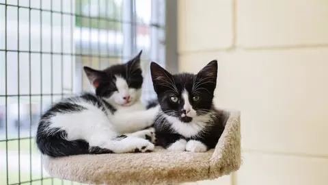Kittens in cattery